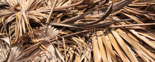fallen dried areca leaves on ground